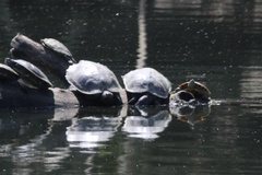 Graptemys geographica