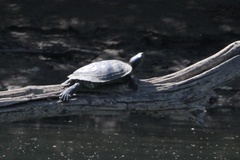 Graptemys geographica