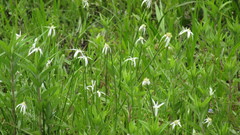 Rhynchospora colorata image