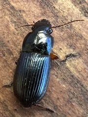 Selenophorus opalinus