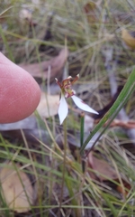 Eriochilus