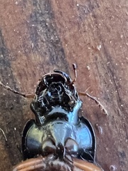 Selenophorus opalinus