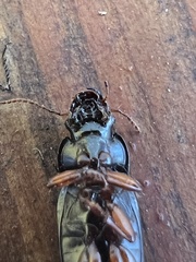 Selenophorus opalinus