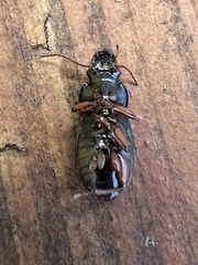 Selenophorus opalinus