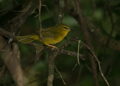 Myiothlypis flaveola