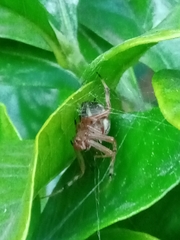 Araneus workmani