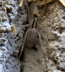 Camptocosa
