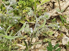 Rochelia retorta
