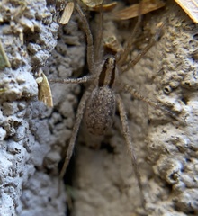 Camptocosa
