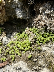 Mannia triandra