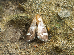 Spoladea recurvalis