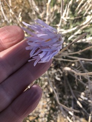 Xylorhiza