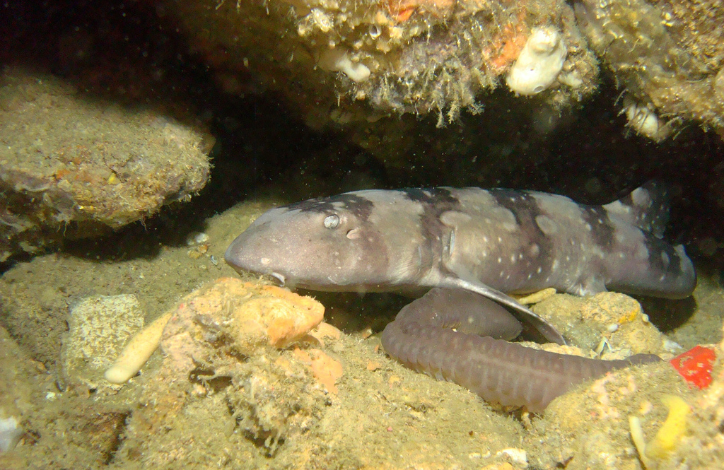 Whitespotted Bamboo Shark