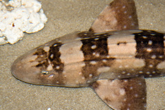 Whitespotted Bamboo Shark photo 2