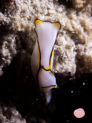 Chelidonura pallida