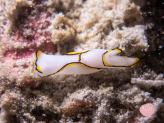 Chelidonura pallida