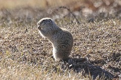 Urocitellus richardsonii