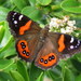 New Zealand Red Admiral - Photo (c) William Harland, some rights reserved (CC BY-NC), uploaded by William Harland