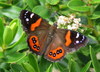 New Zealand Red Admiral - Photo (c) William Harland, some rights reserved (CC BY), uploaded by William Harland