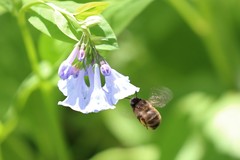 Anthophora villosula