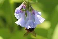 Anthophora villosula