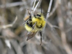 Bombus pratorum