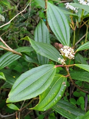 Viburnum davidii