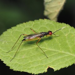 Rainieria antennaepes