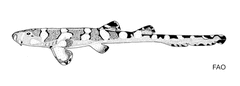 Indonesian Bamboo Shark photo 3