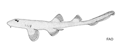 Indonesian Bamboo Shark photo 2