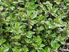 Ziziphora clinopodioides