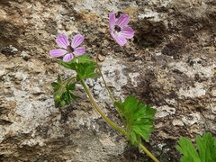 Geranium albanum