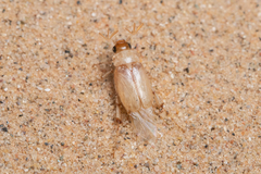 Leptohoplia testaceipennis