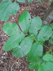 Dysoxylum spectabile