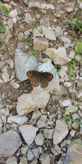Lasiommata petropolitana
