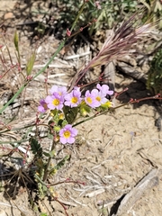 Phacelia suaveolens