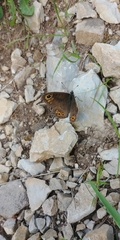 Lasiommata petropolitana