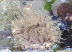 Anthopleura biscayensis