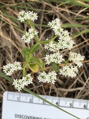 Valerianella amarella