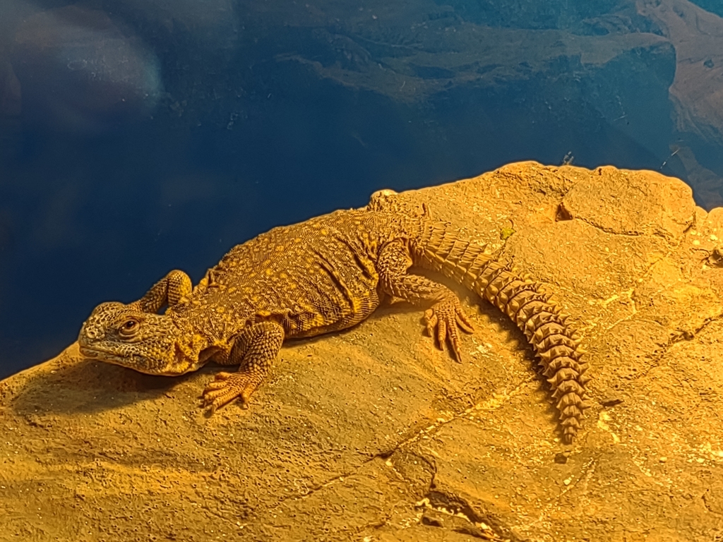 Fouette-queue du Sahara (Uromastyx geyri) (Uromastyx geyri)