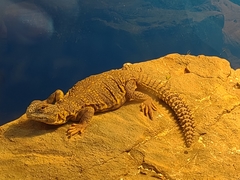 Uromastyx geyri