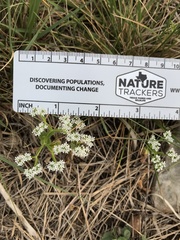 Valerianella amarella