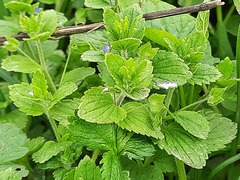 Veronica crista-galli