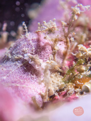 Sagaminopteron psychedelicum