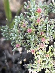 Eriogonum thymoides