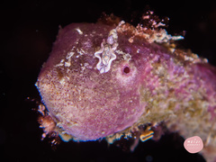 Sagaminopteron psychedelicum