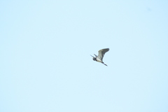 Egretta tricolor image