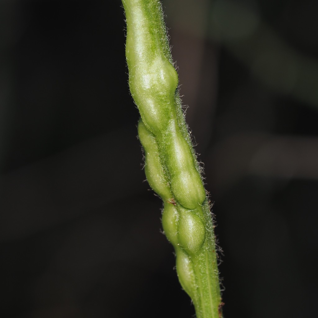 A Desert-Chicory Stem Gall on a species of desert-chicory