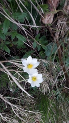 Pulsatilla