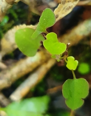 Muehlenbeckia australis